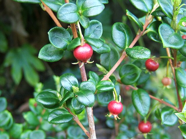 Chilean Guava 'Burbank' (Ugni molinae)