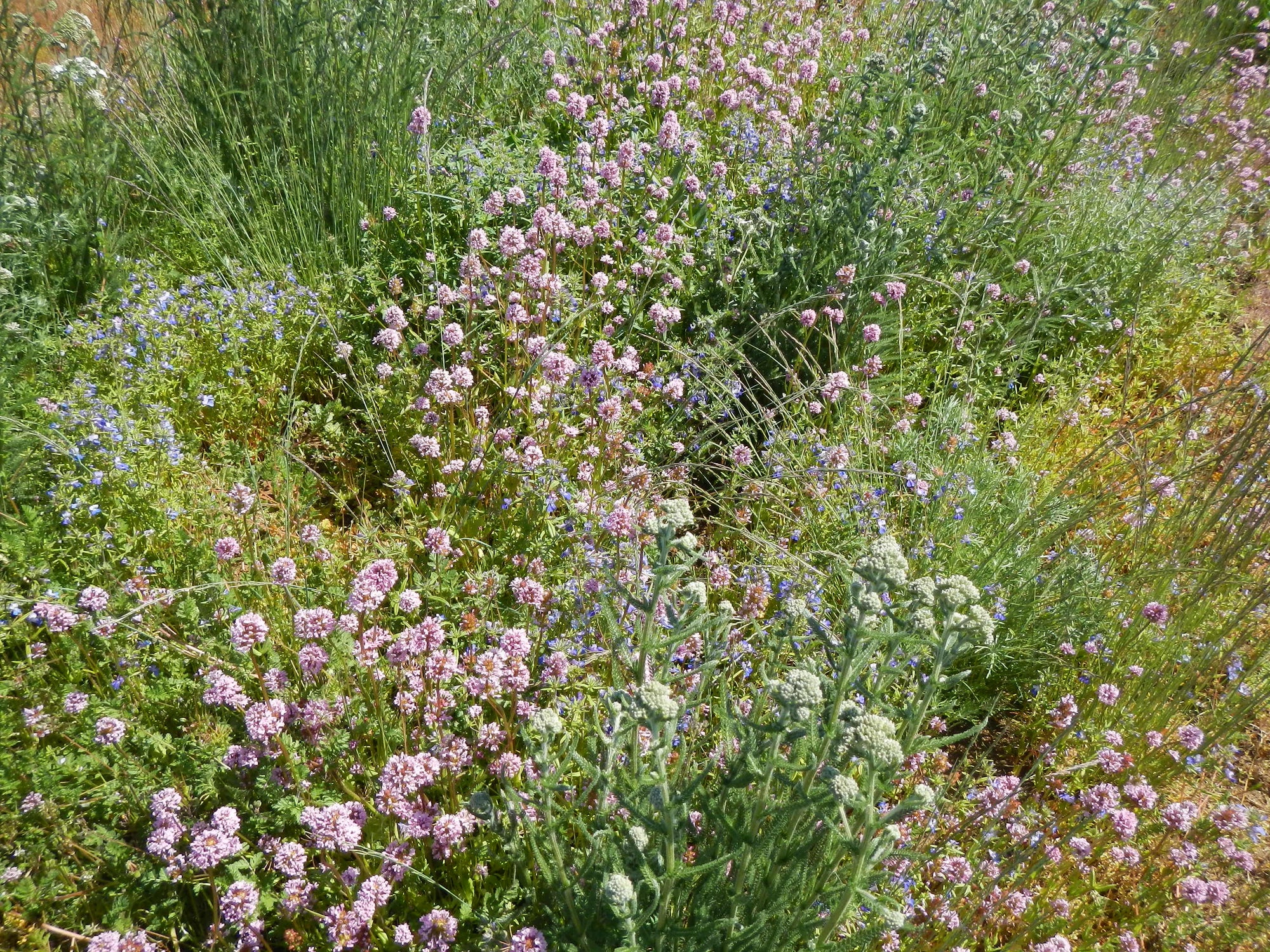 Urban Native Meadow Seed Mix HS