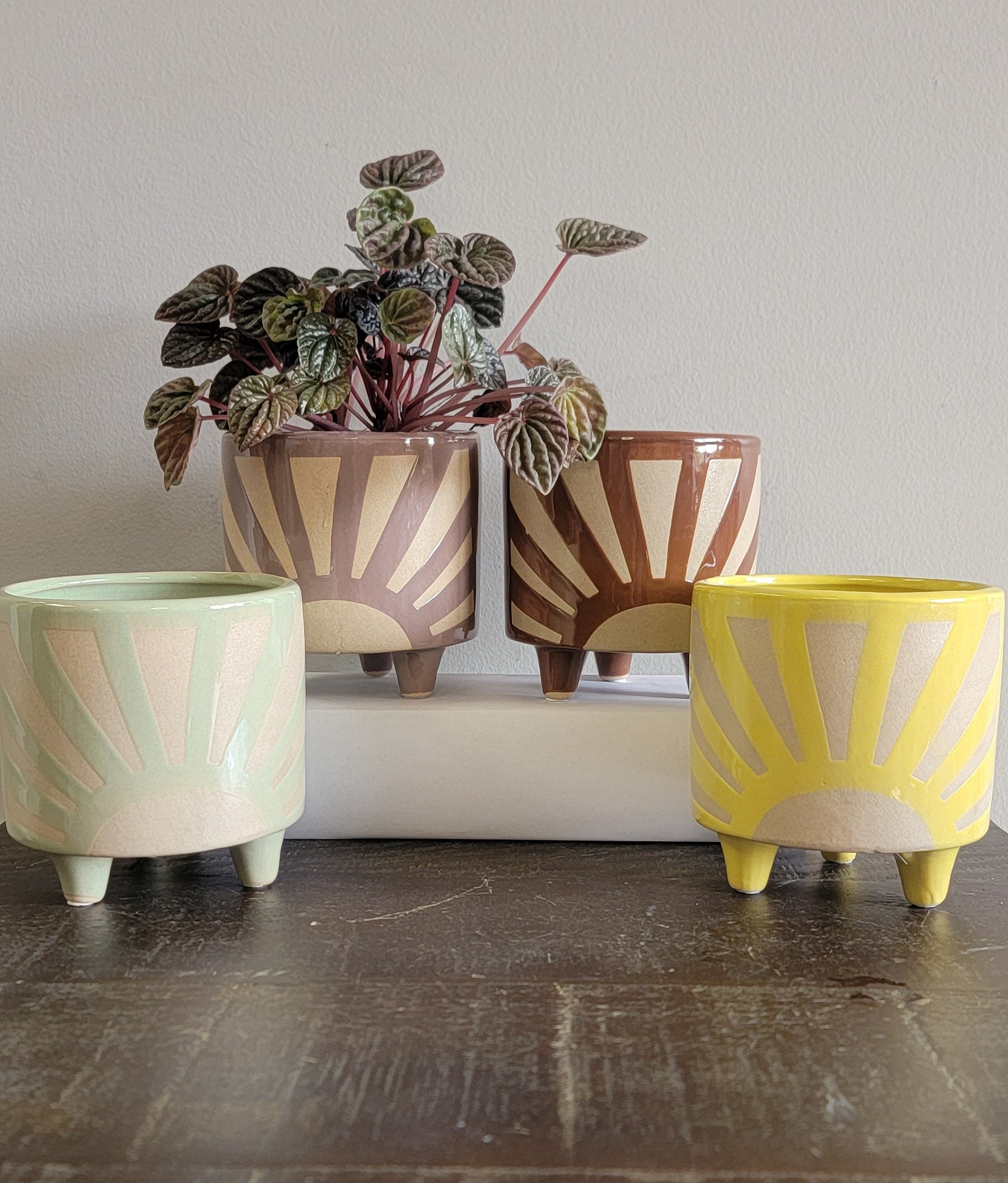 Starburst Planter 5" Assorted