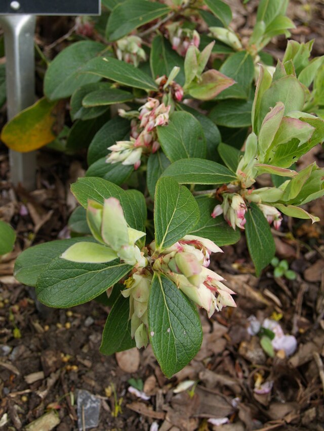 Himilayan Huckleberry (Vaccinium glauco-album)