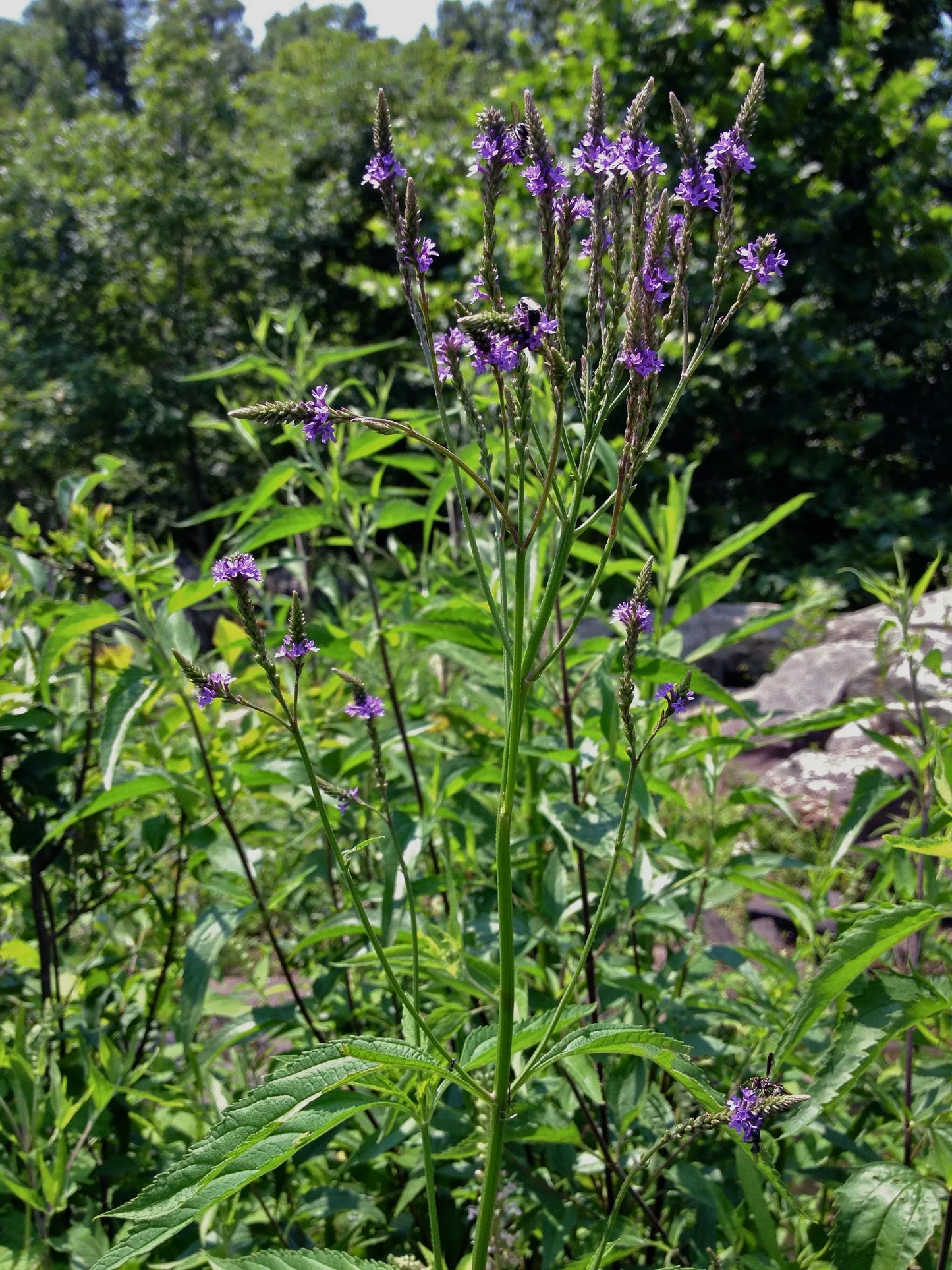 Blue Vervain (Verbena hastata) - Seed RS