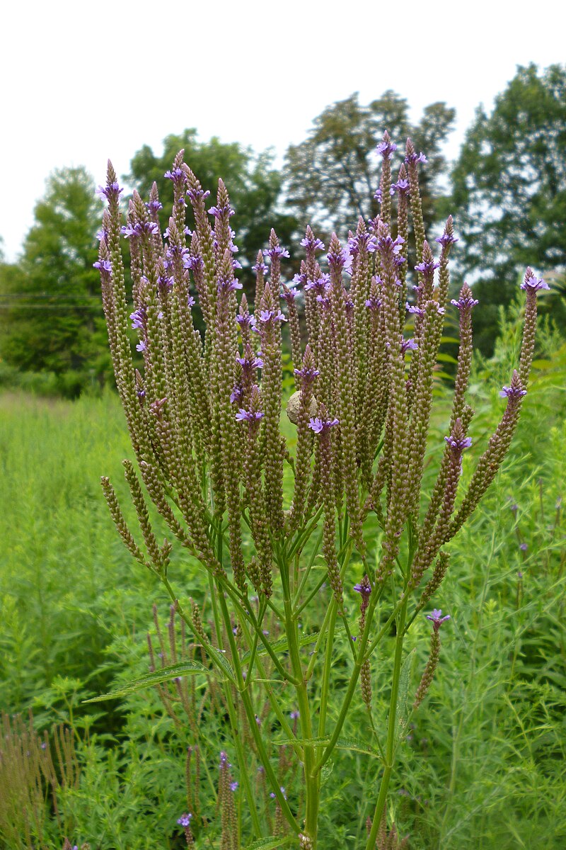 Verbena hastata (Swamp Verbena) CC DP