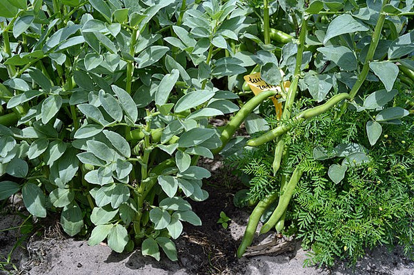 Fava Bean (Vicia faba) Organic Cover Crop
