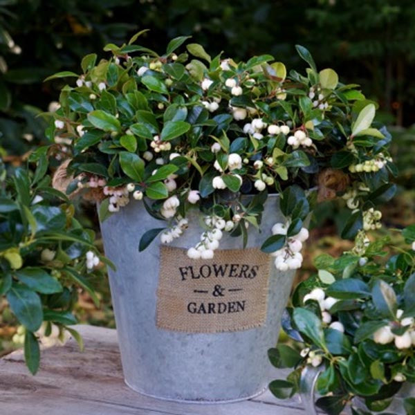 Wintergreen ‘Peppermint Pearl’ (Gaultheria procumbens)