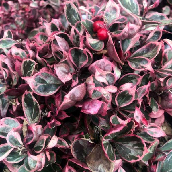 Wintergreen 'Winter Splash' (Gaultheria procumbens)