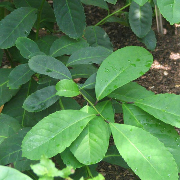 ilex paraguariensis plant Yerba Mate (Ilex paraguariensis)
