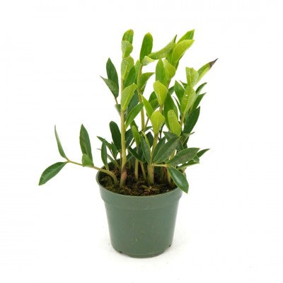 Zamioculcas zamiifolia 'Zamicro' (Compact ZZ Plant)