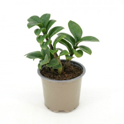 Zamioculcas zamiifolia 'Zenzi' (Compact ZZ Plant)