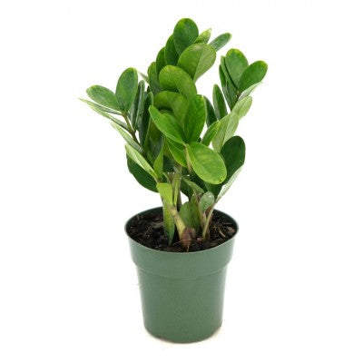 Zamioculcas zamiifolia 'Lucky' (ZZ Plant)