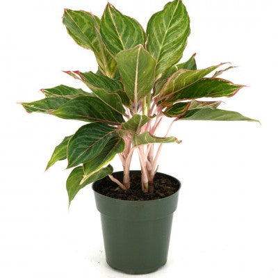 Aglaonema ‘Moonstone Miles’ (Chinese Evergreen)