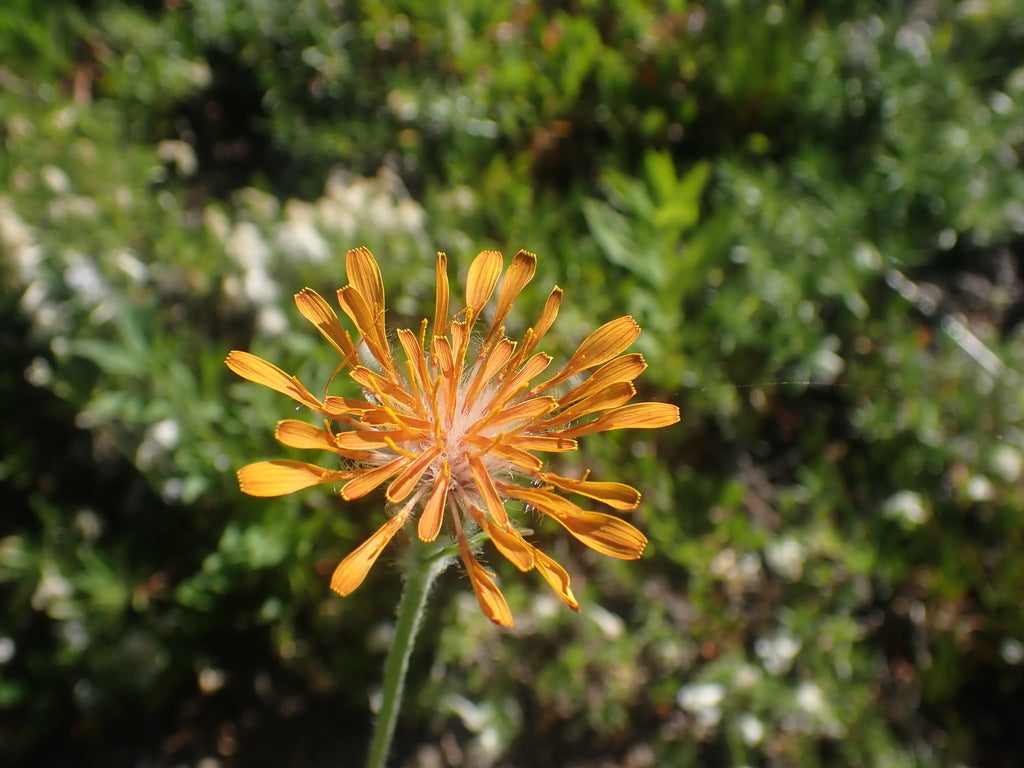 Agoseris aurantiaca (Orange Agoseris)