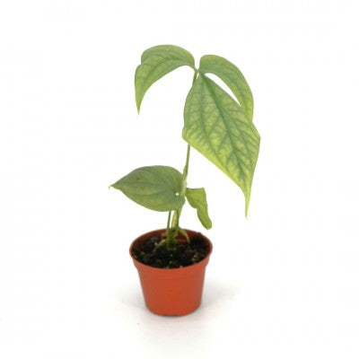Amydrium medium 'Silver' (Spiderman Monstera)
