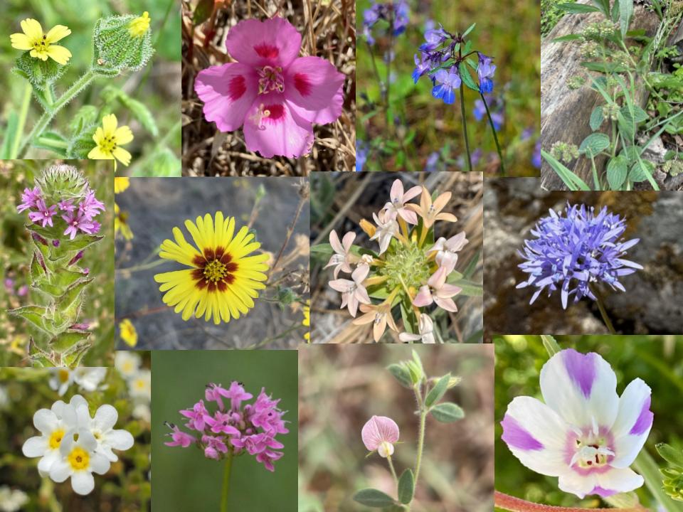 oregon wildflower seed mix Willamette Valley Native Annual Color Seed Mix