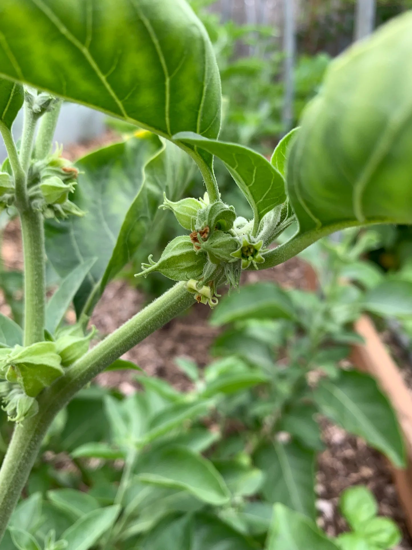 Ashwagandha (Withania somnifera) - Seed RS