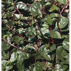 Ceylon spinach (Basella malabar ‘Rubra’ Malabar)