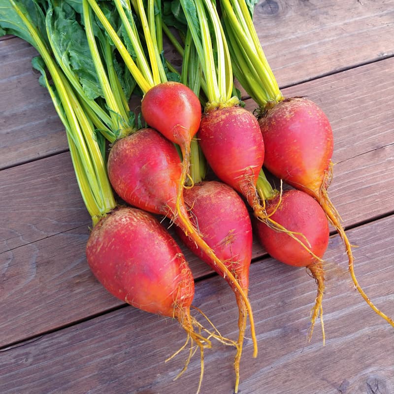 Beet 'Touchstone Gold' (Beta vulgaris) - Seed AS