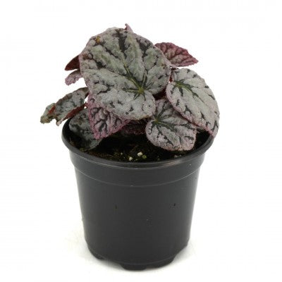 Begonia 'Chayo' (Rex Begonia)