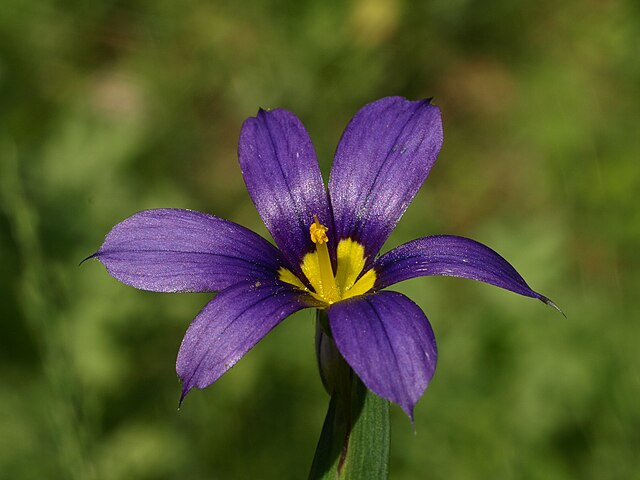 Sisyrinchium bellum (Western Blue Eyed Grass)