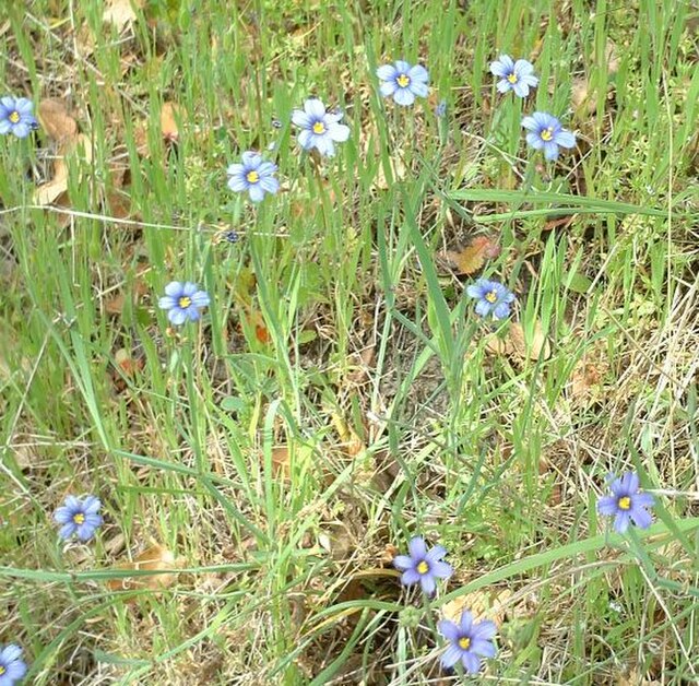 Sisyrinchium bellum (Western Blue Eyed Grass)