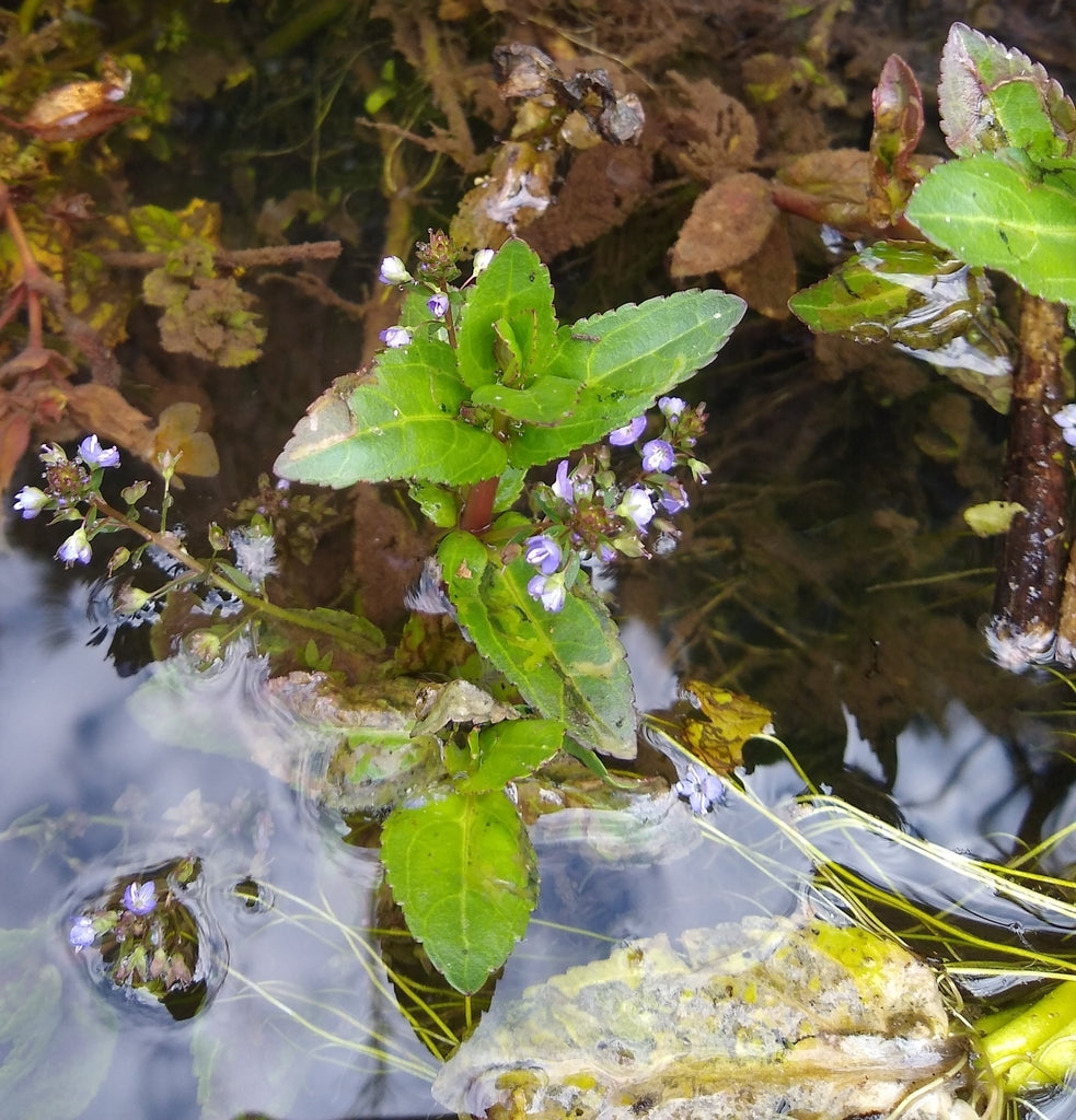 Veronica americana (American Brooklime)