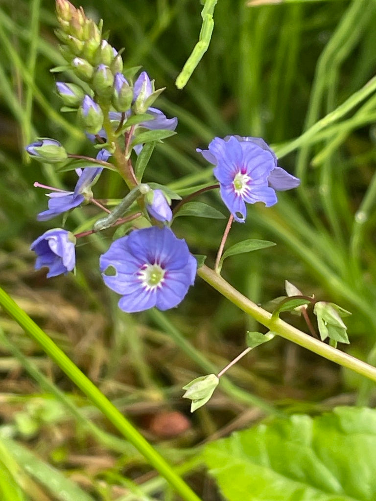 Veronica americana (American Brooklime)