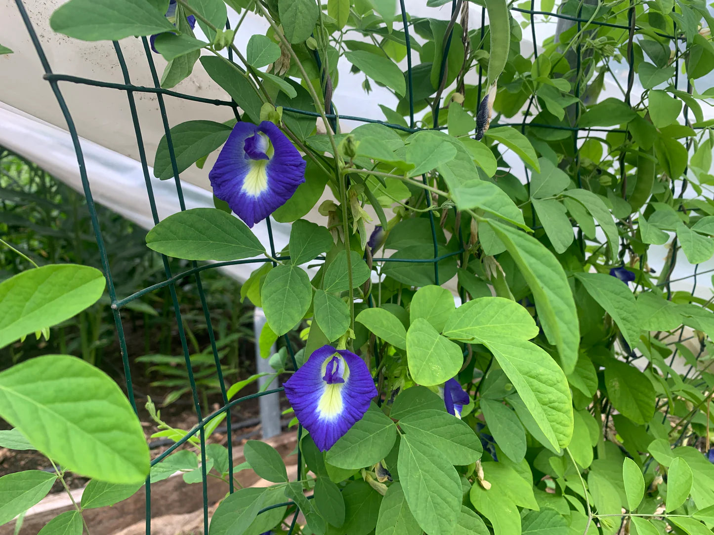 Butterfly Pea (Clitoria ternatea) - Seed RS