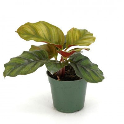 Calathea fasciata (Prayer Plant) - SymbiOp Garden Shop