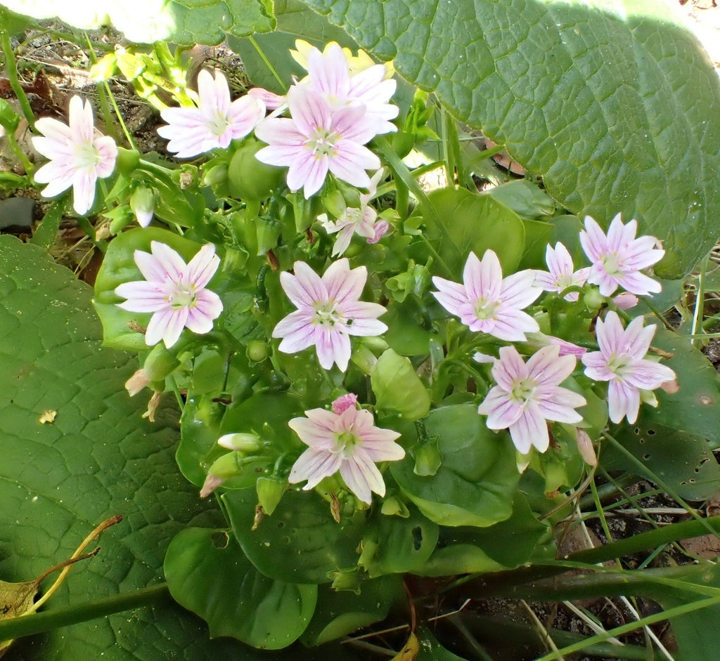 Montia [Claytonia] siberica (Candy Flower)