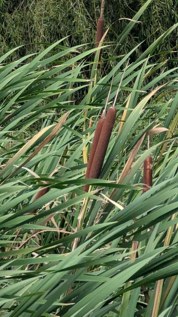 Mini Mixer - Weavers Wish: Apocynum cannabinium + Schoenoplectus tabernaemontanii + Typha latifolia