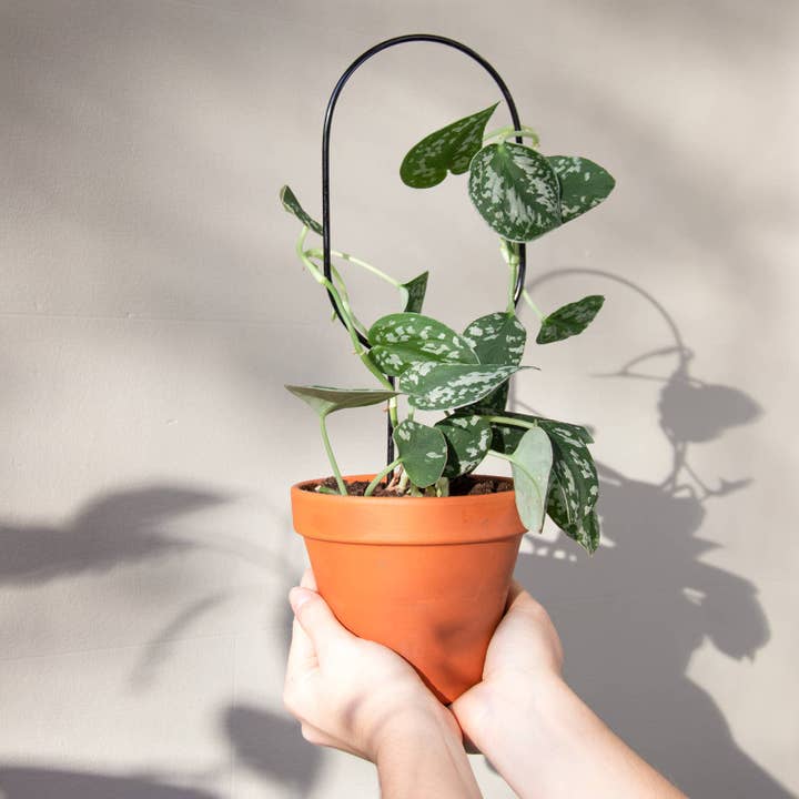 Mini Plant Stake - Black Hoop