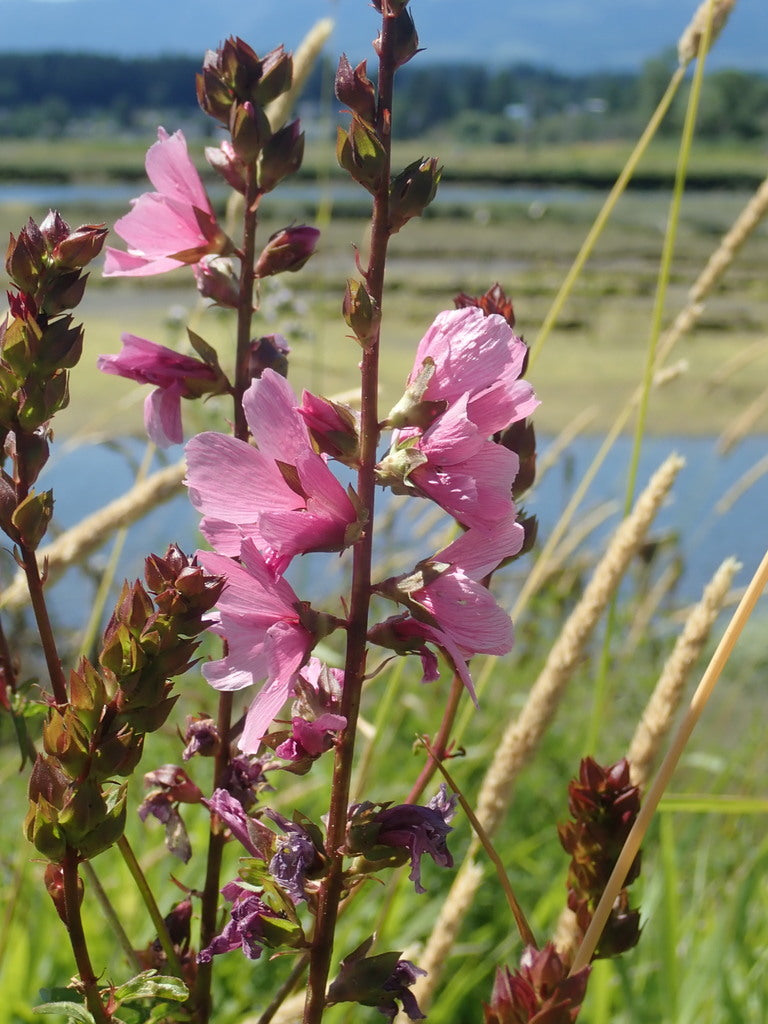 Sidalcea hendersonii (Henderson's Checkerbloom)