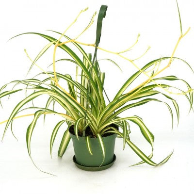 Chlorophytum comosum 'Maria' (Spider Plant)