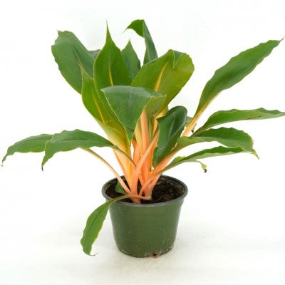 Chlorophytum amaniense 'Orange Mandarin' (Spider Plant) - SymbiOp
