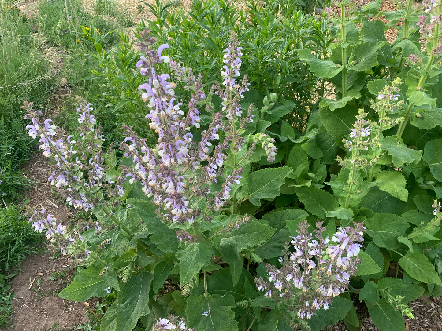 Salvia sclarea (Clary Sage) - Seed RS