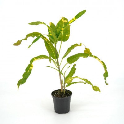 Codiaeum variegatum 'Corkscrew Yellow' (Croton)