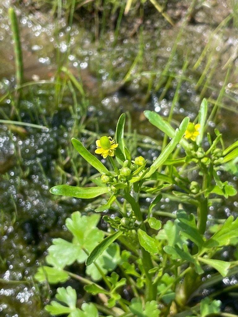 Ranunculus sceleratus (Cursed Buttercup)