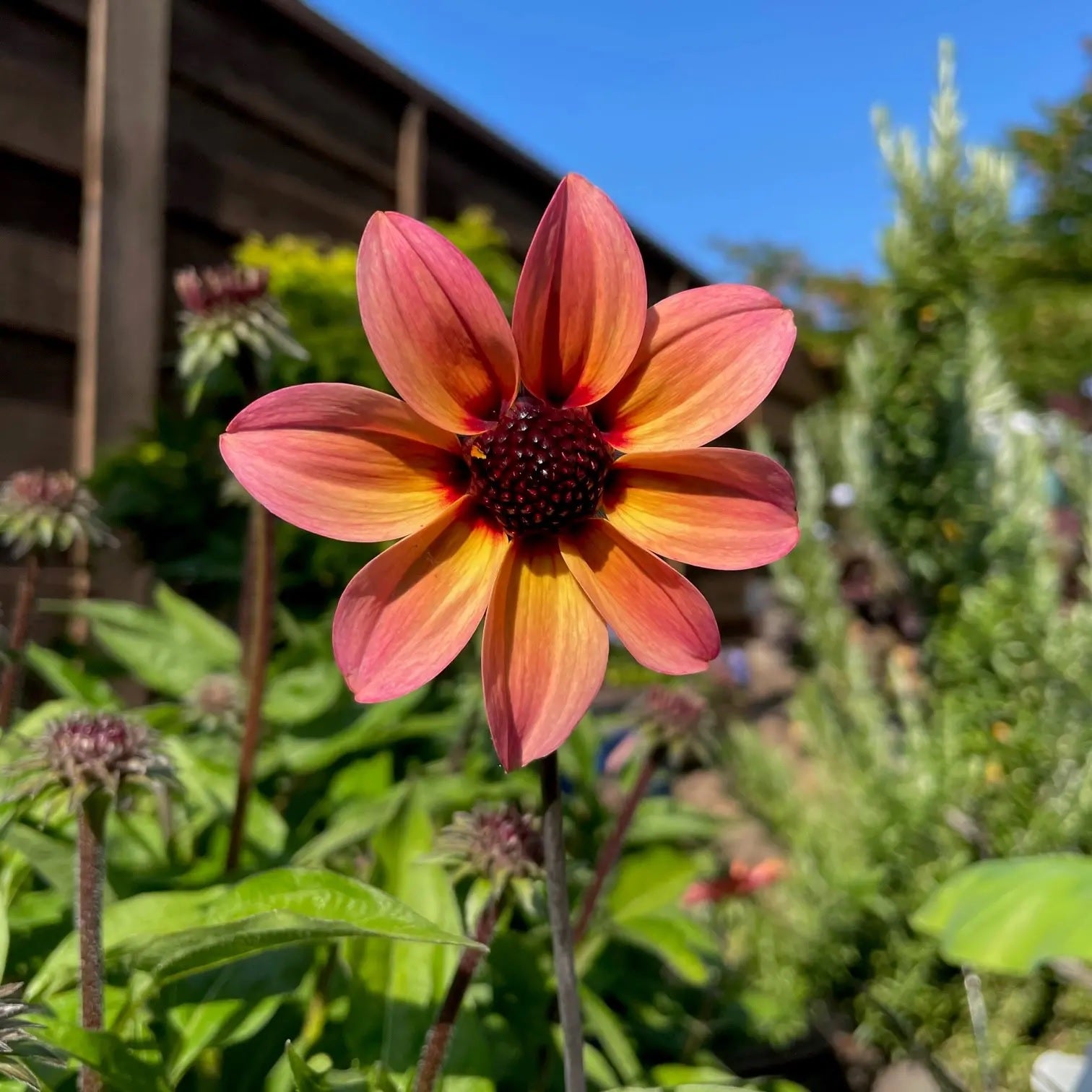 Dahlia 'Mystic Fantasy' 4" LP