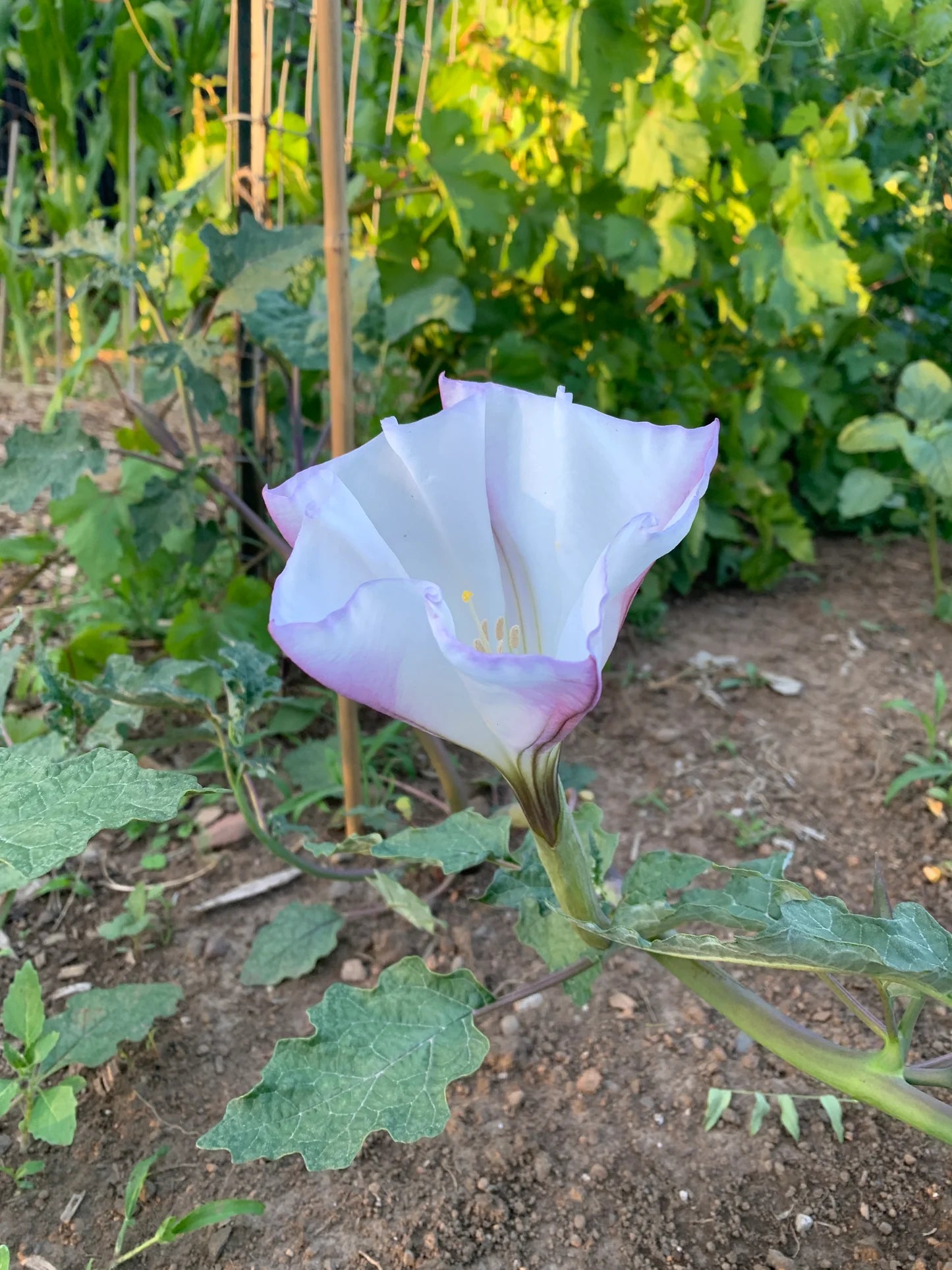 Datura 'Torna Loco' (Datura ceratocaula) - Seed RS