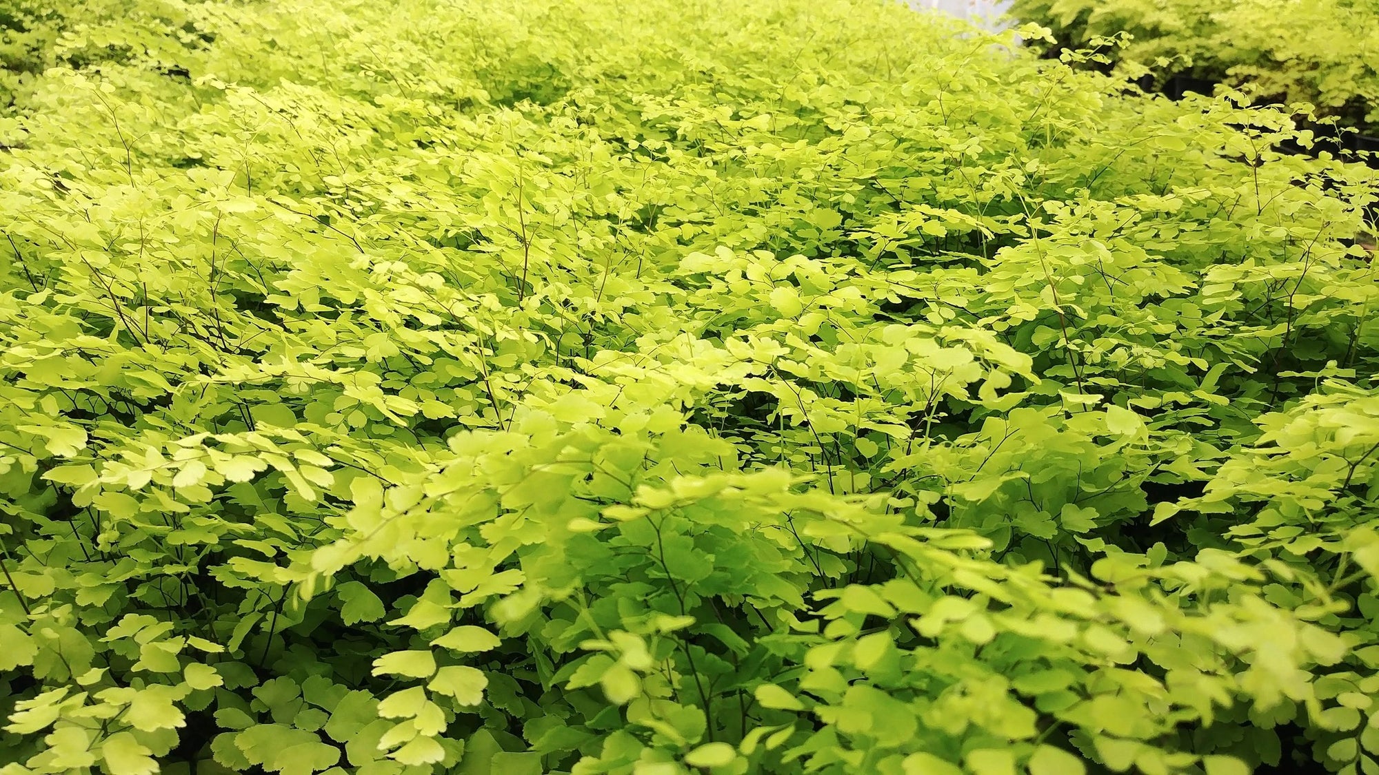 Adiantum assorted (Maidenhair Fern)