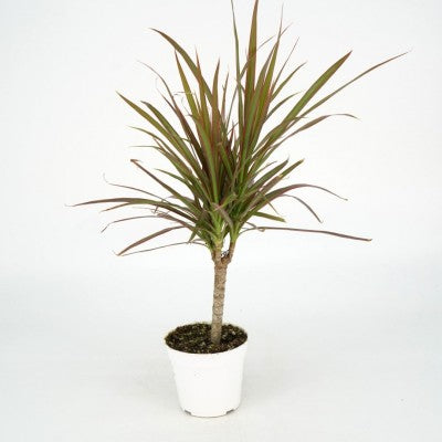 Dracaena marginata 'Red Princess' (Madagascar Dragon Tree)