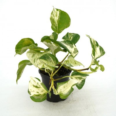 manjula pothos benefits Epipremnum aur. 'Manjula' (Pothos)