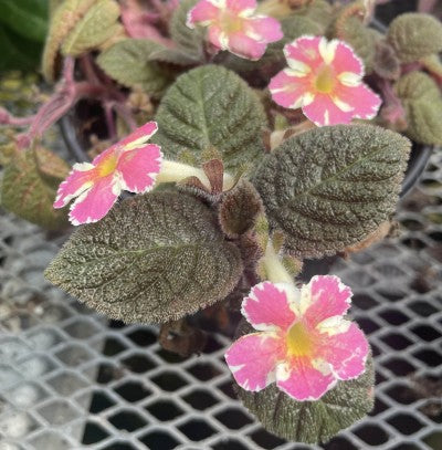 Episcia 'Georgia' (Flame Violet)