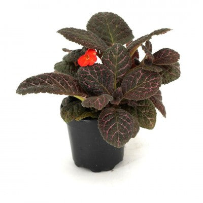 Episcia cupreata 'Corazon' (Flame Violet)