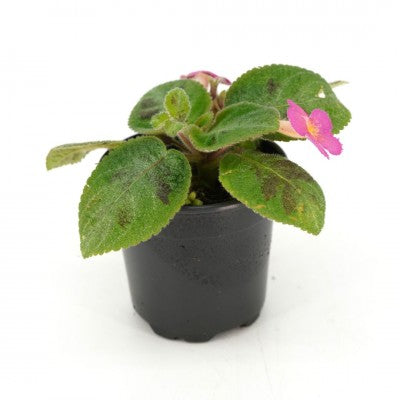 Episcia 'Rosa' (Flame Violet)