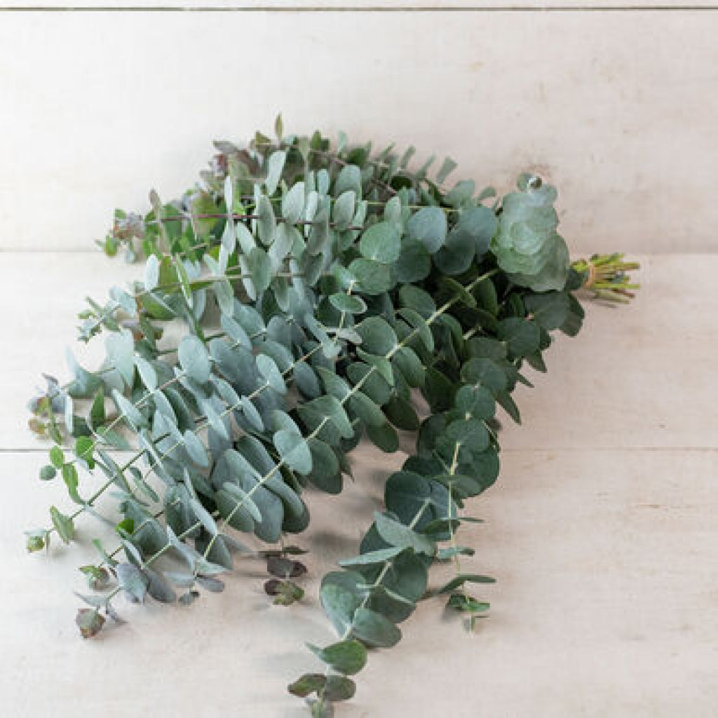 Eucalyptus pulv. ssp 'Baby Blue' 1gal
