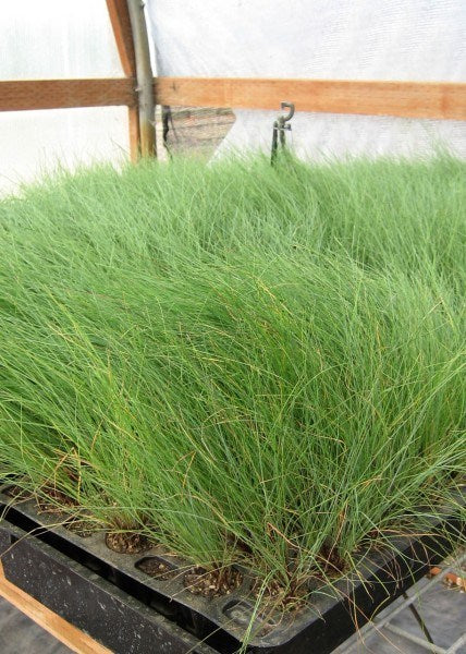 A table full of Roemer's fescue growing in a greenhouse. The grasses have long, light green stalks.