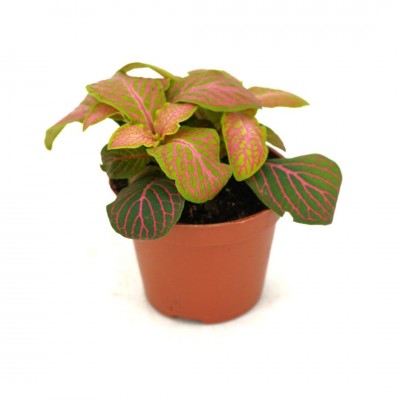 Fittonia albivenis 'Zalm Ruby Lime' (Nerve Plant)