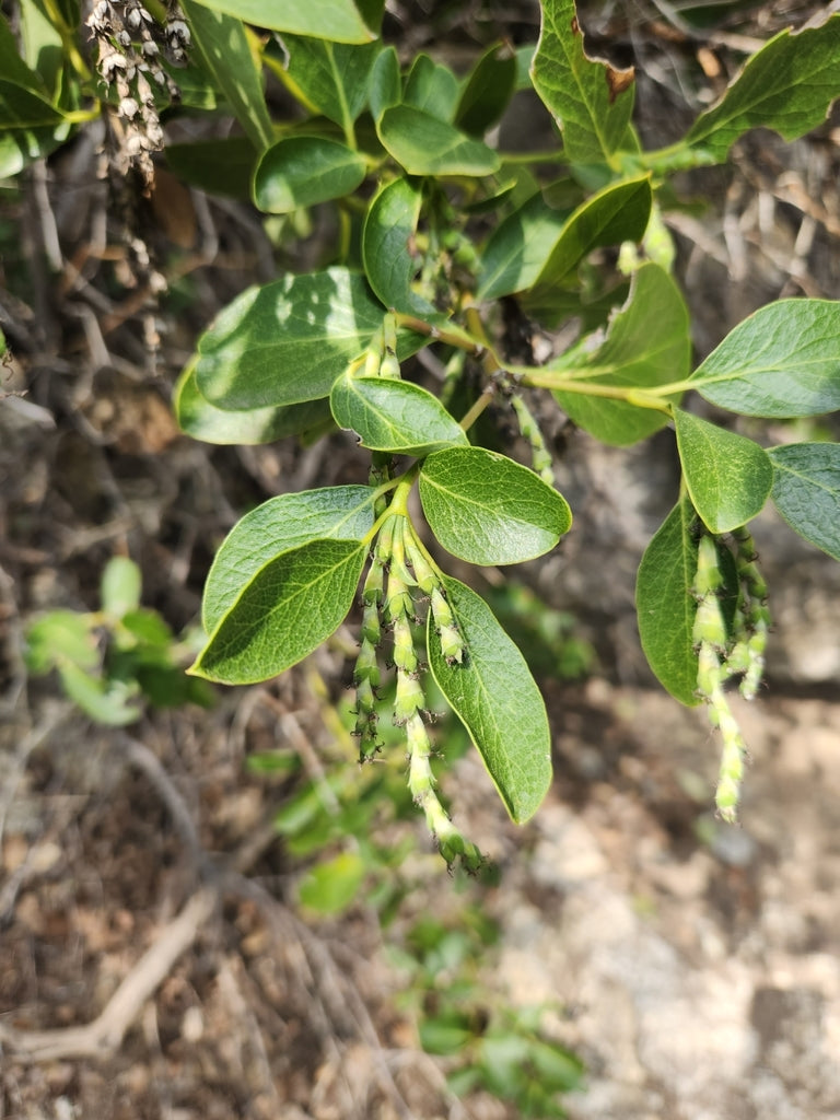 Garrya fremontii (Fremont Silktassel)