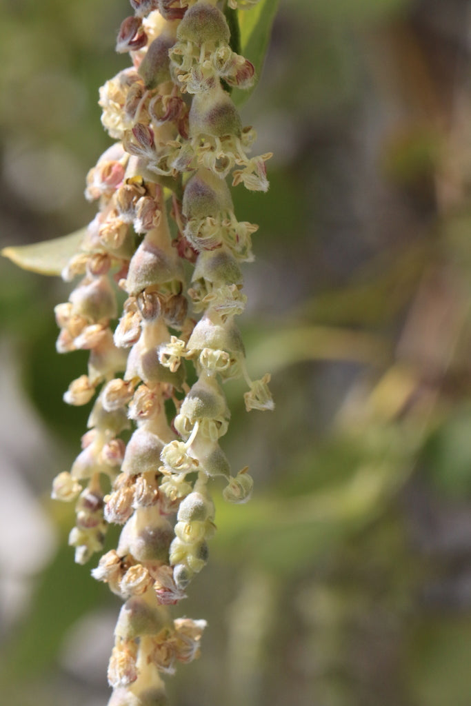 Garrya fremontii (Fremont Silktassel)