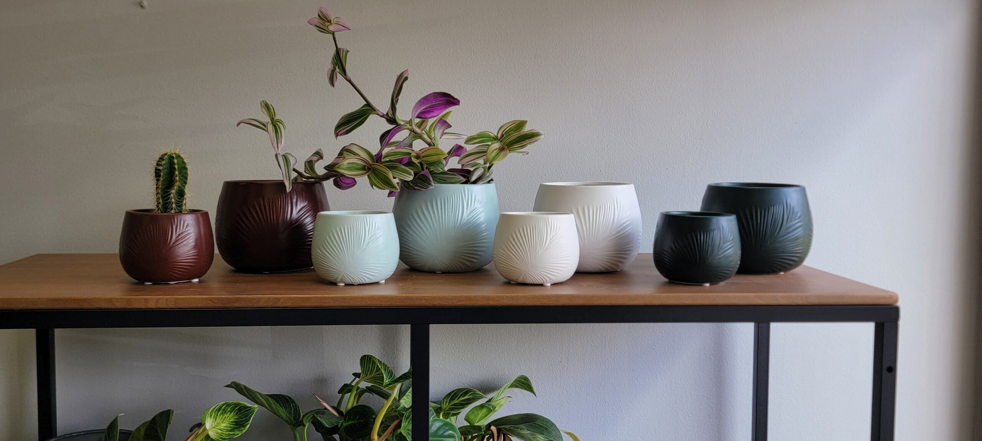 Fronda Planter Assorted